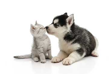 Tips For Adopting A New Puppy Or Kitten