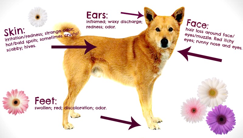 what are symptoms of dog allergies