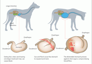 what causes dogs to have gas