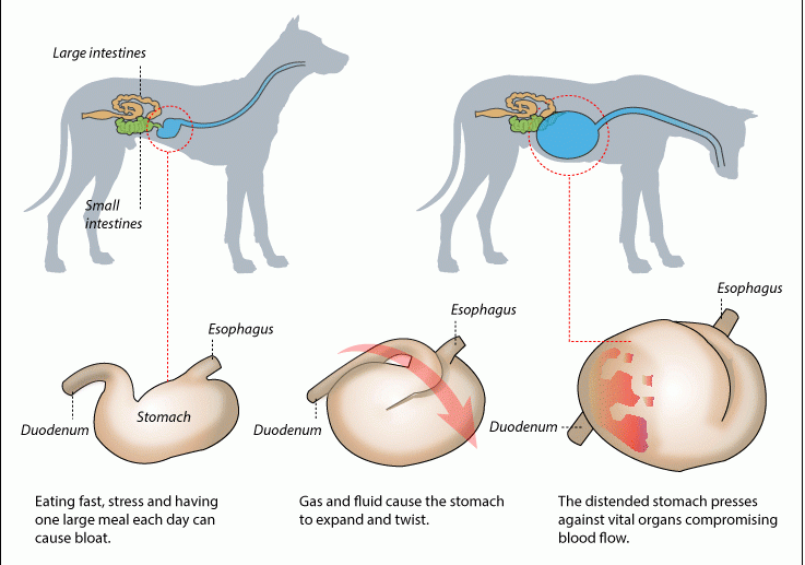 what causes a great danes stomach to flip