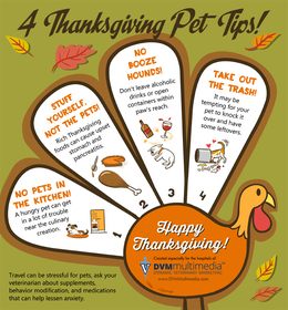Holiday Dangers and Your Pet - Friendship Hospital for Animals