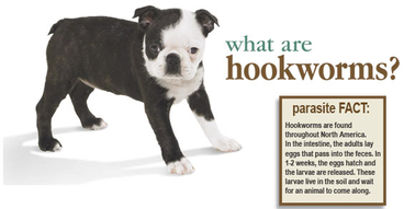 Hookworms and Preventative Medications During the Cold Weather - Friendship  Hospital for Animals