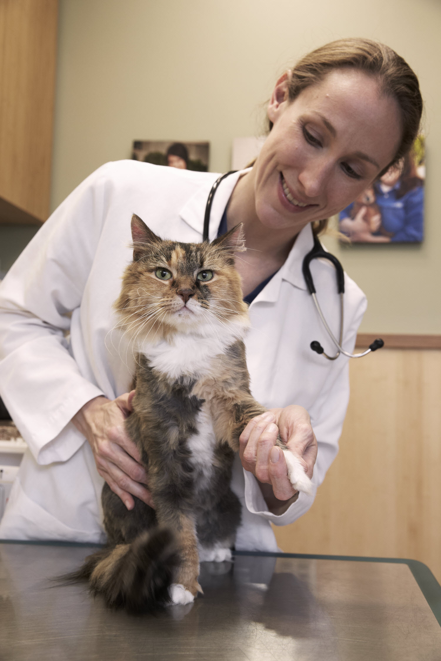 Veterinary Internships/Externships Friendship Hospital for Animals