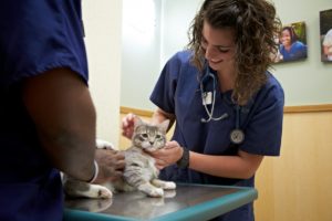 Dr. Katie Logwood examining a Kitten