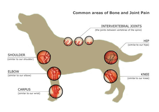 Dog arthritis pain relief online