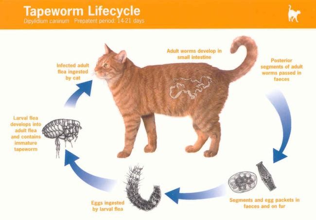 cat has worms home remedy