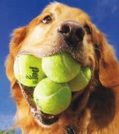 dog tennis ball