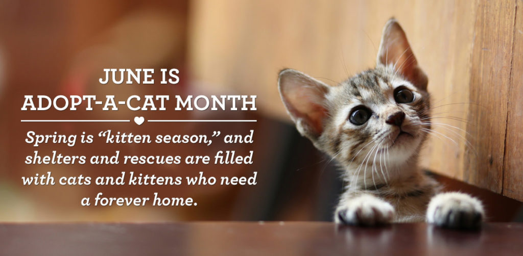 adopt a cat month