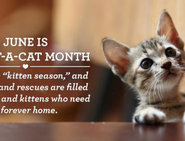 adopt a cat month