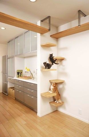 Catio's, Cat Highways, and Cat Shelves........ Oh My! - Friendship