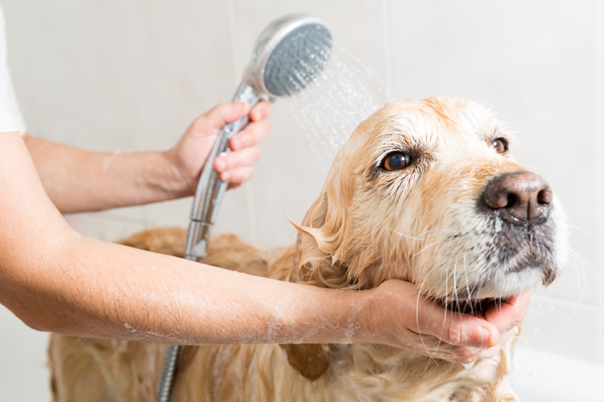 Dog Grooming - Canine To Five Metro Detroit