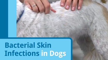 What is Pyoderma? - Friendship Hospital for Animals