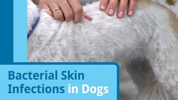 what does a skin infection look like on a dog