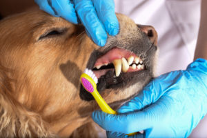 Brushing dog's teeth