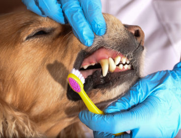 Brushing dog's teeth