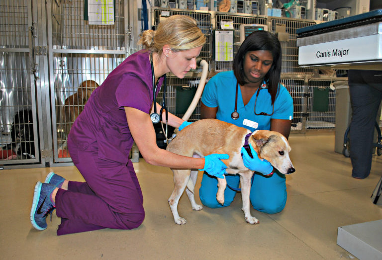 Emergency & Critical Care Friendship Hospital for Animals