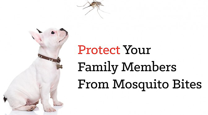 All natural heartworm treatment online