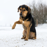 dog-holding-foot-up-in-snow