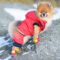 pomeranian-snow-shoes