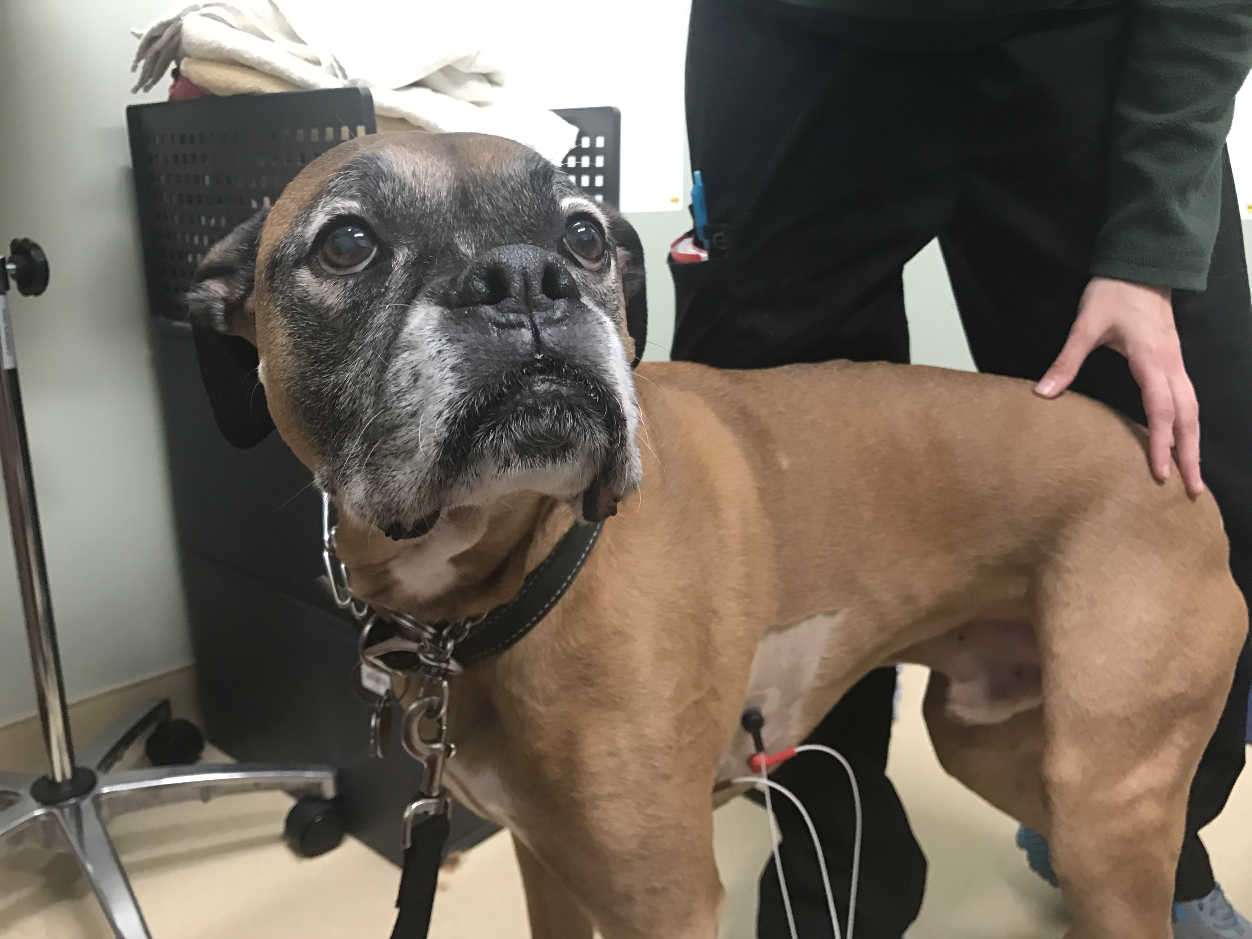 Boxer Cardiomyopathy Friendship Hospital For Animals boxer-cardiomyopathy-friendship-hospital-for-animals