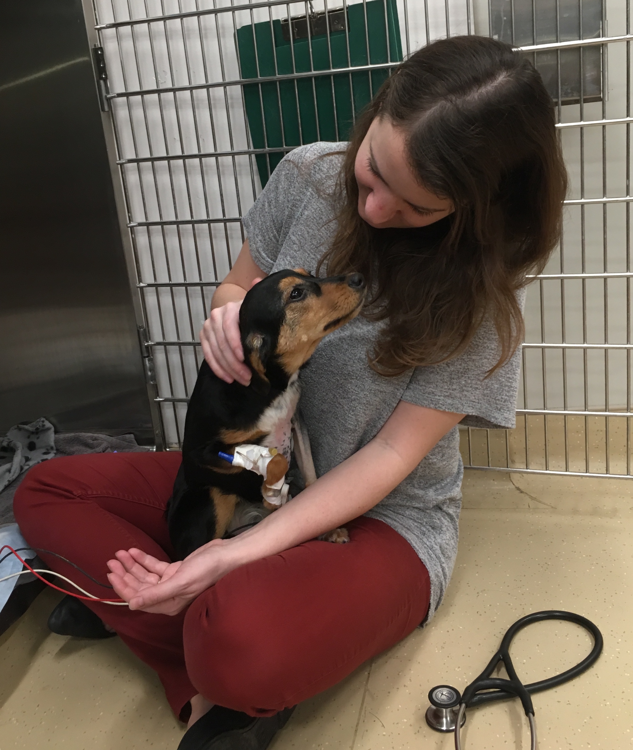 Problems of the heart A puppy's journey Friendship Hospital for Animals