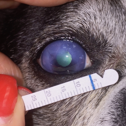 Ophthalmology Friendship Hospital for Animals