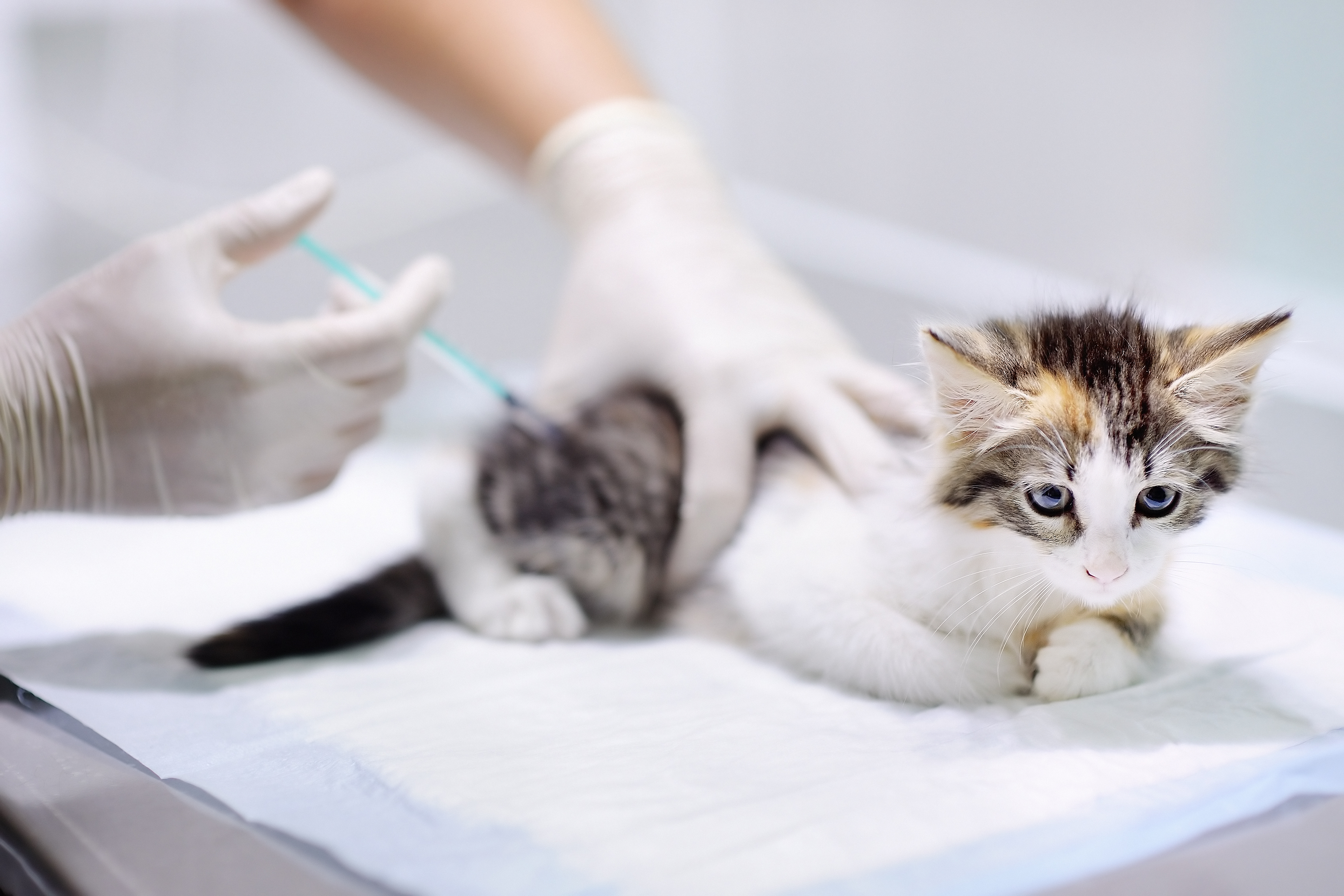 feline distemper shots