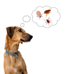 internal flea medicine for dogs