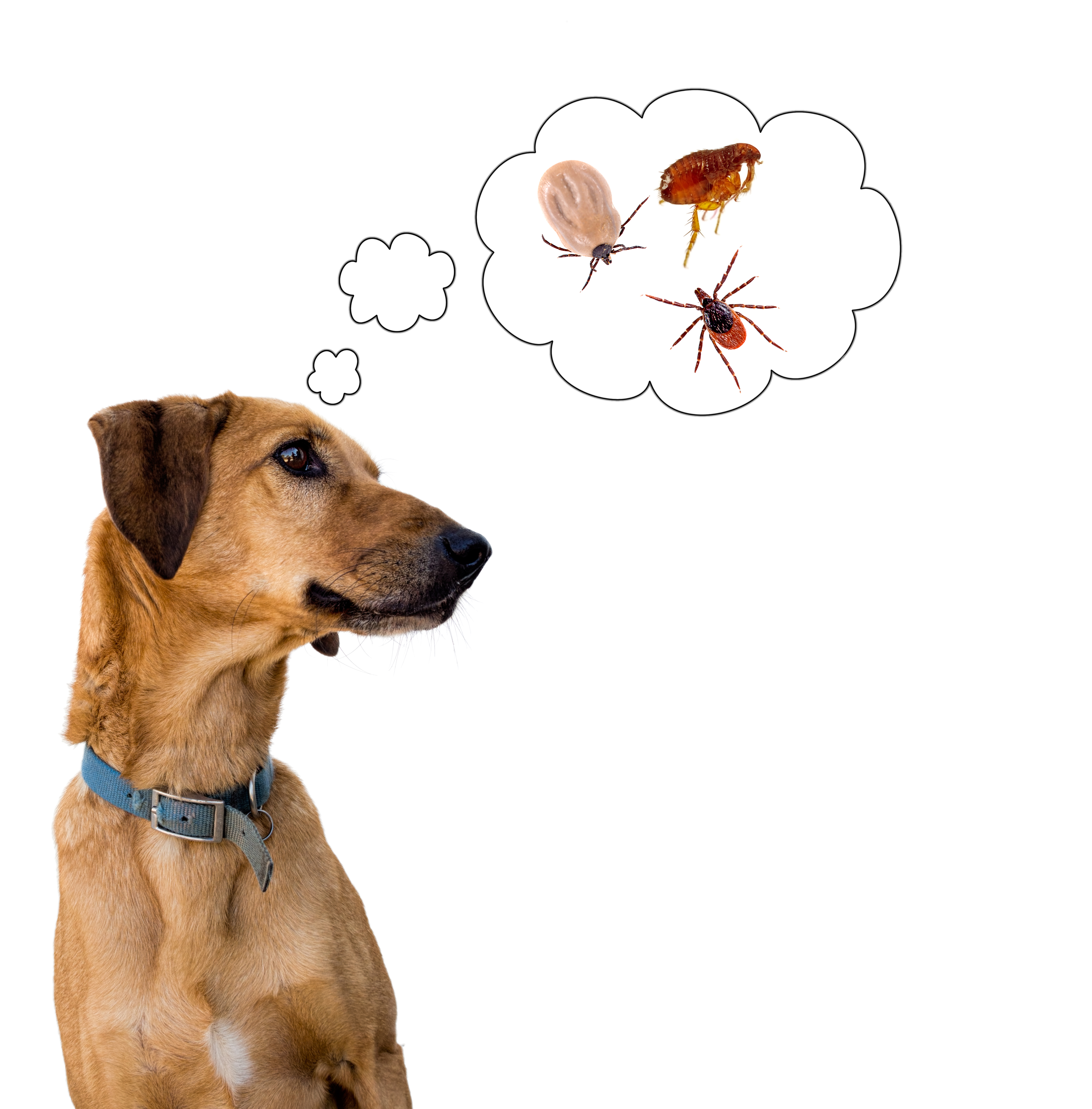 dog flea and tick oral medication