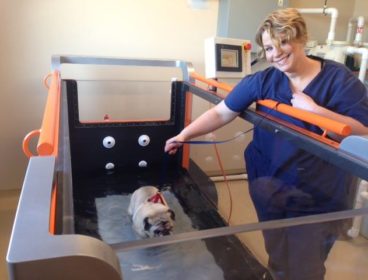 Pug walking on underwater treadmill