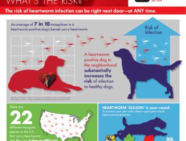 heartworm-awareness