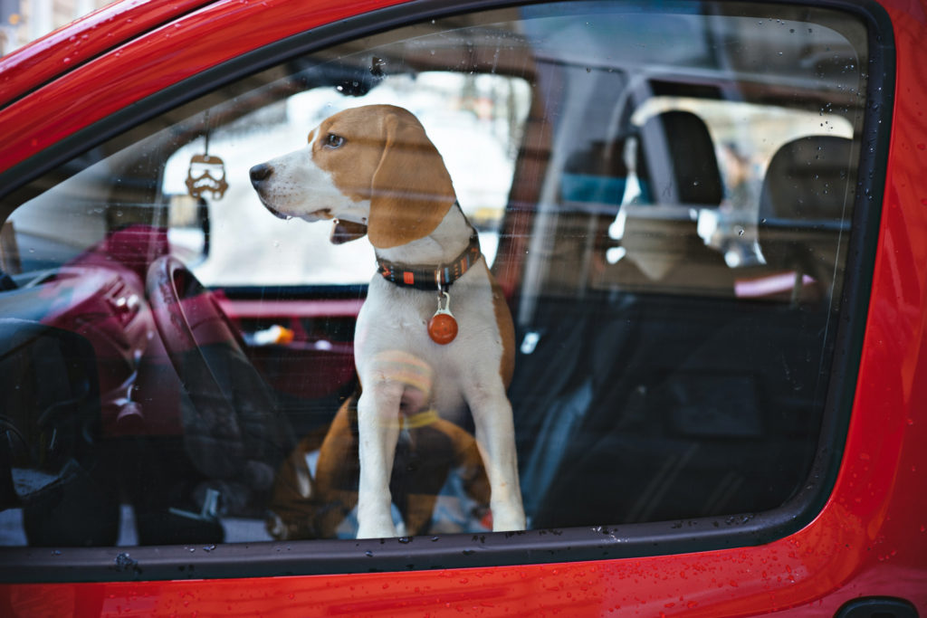 Dog alone in car