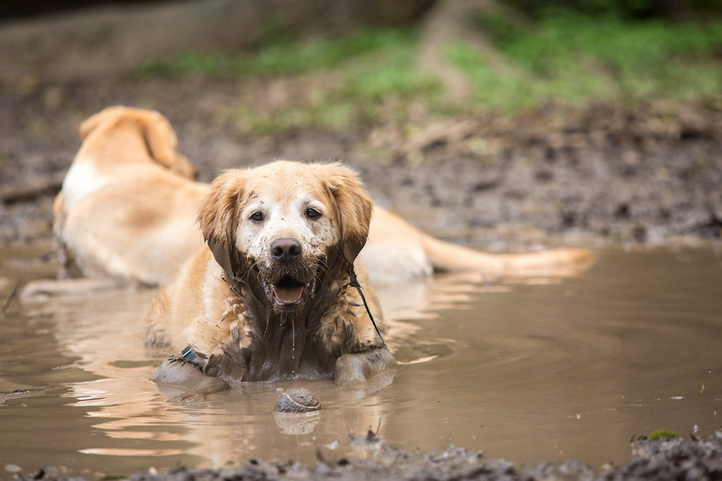 Golden Retriever in a puddle.