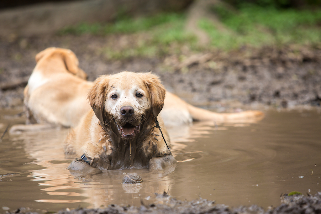 Leptospirosis - Friendship Hospital for Animals