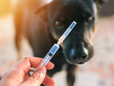 Canine Rabies Vaccine