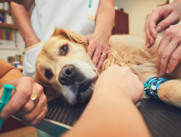 dog in ER