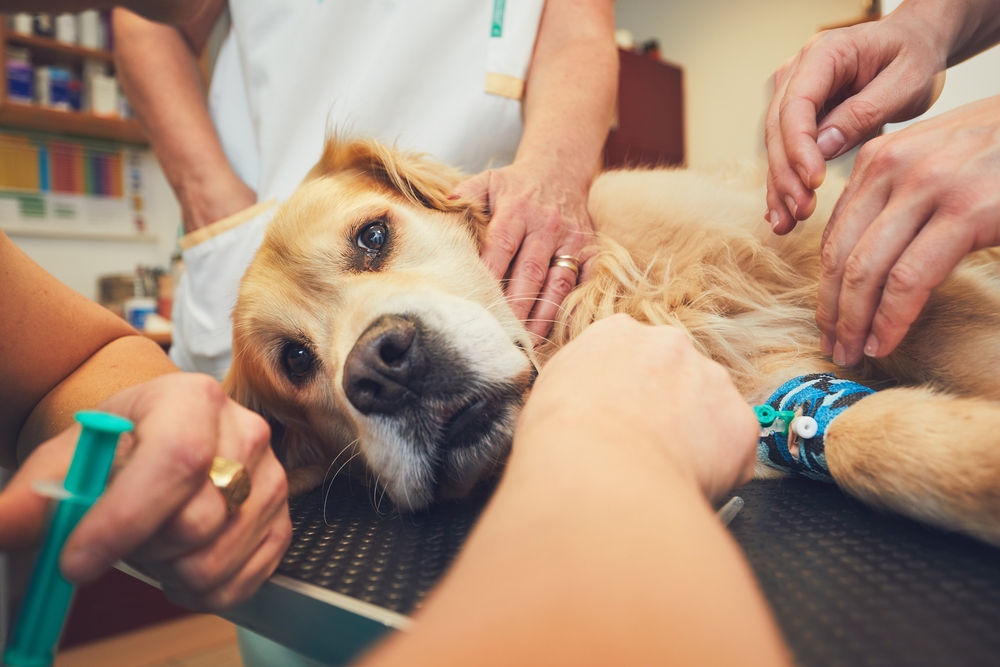 dog in ER