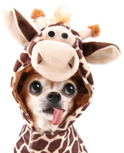 Chihuahua in a giraffe costume