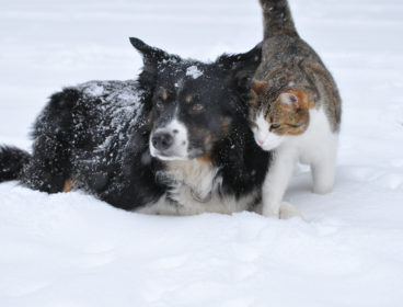 dog and cat in snow