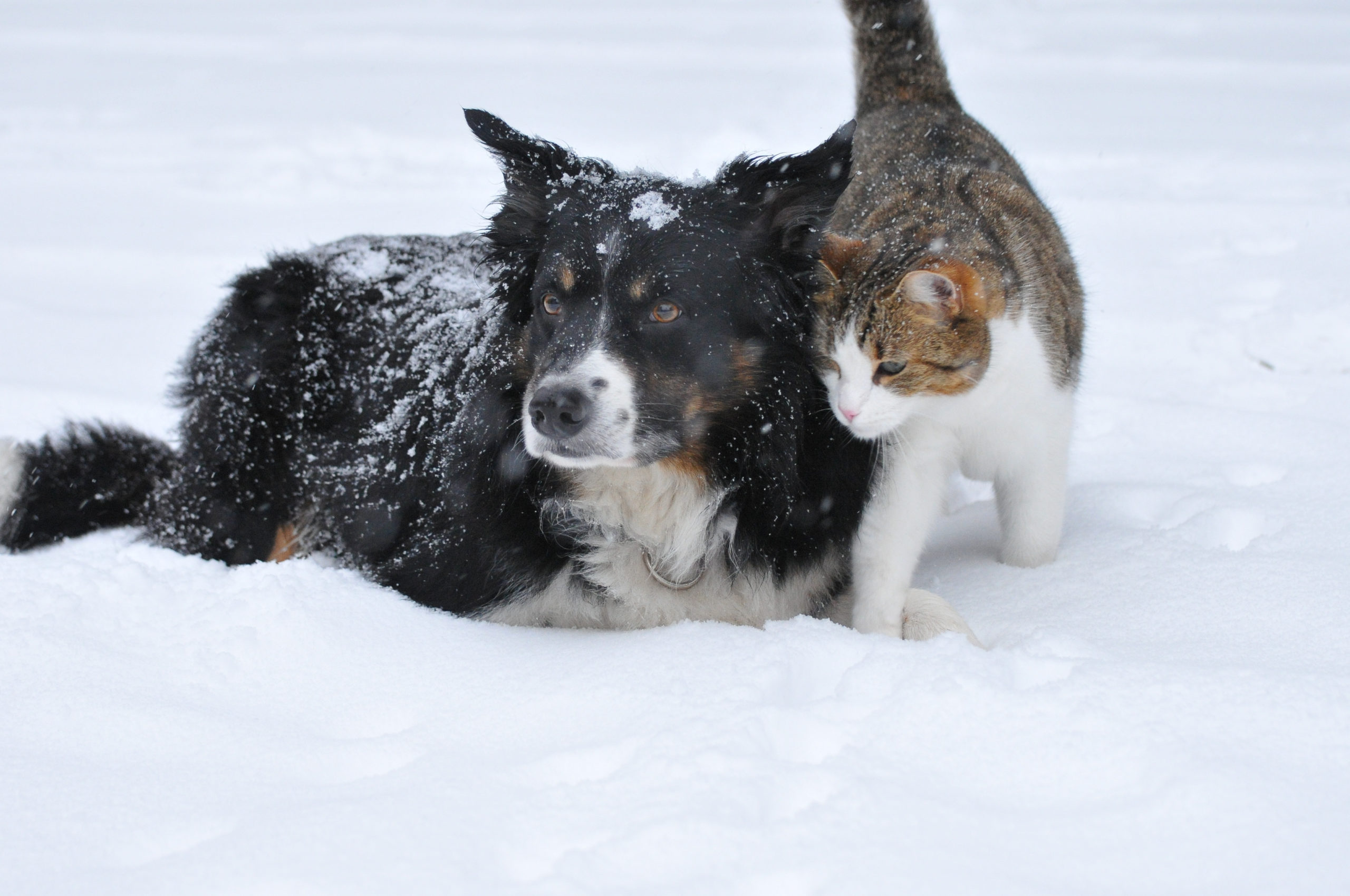 dog and cat in snow