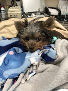 yorkie in blankets being treated for dialysis