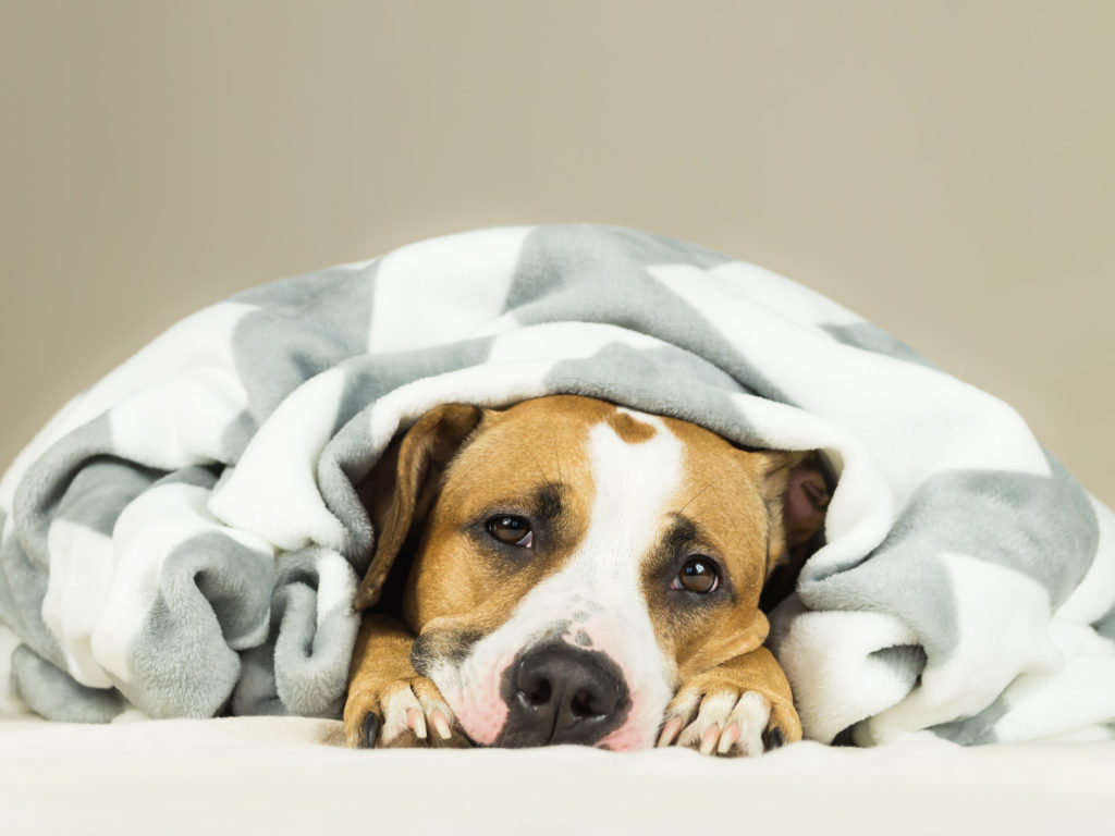 dog under blanket face peeking out