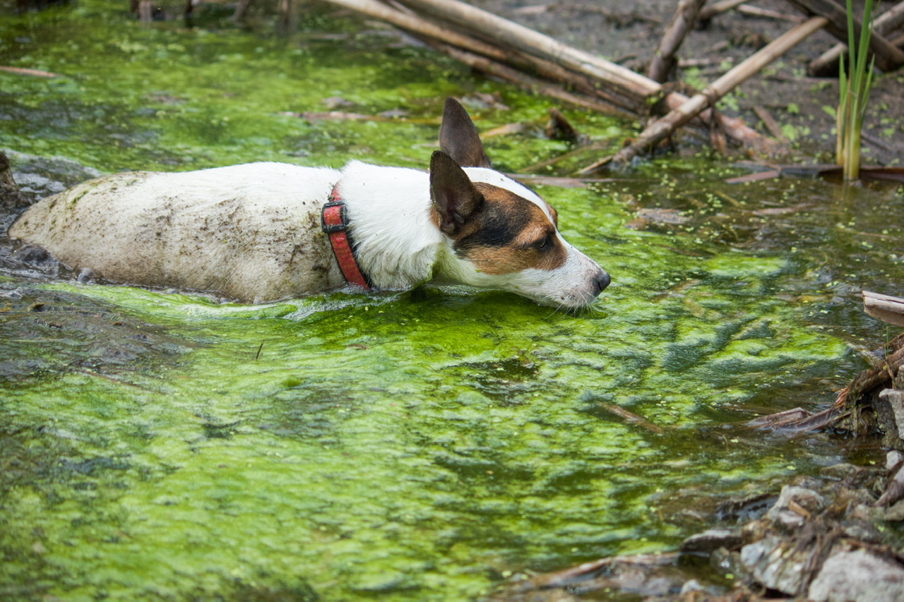 dangers of blue green algae friendship hospital for animals bluegreen owner online