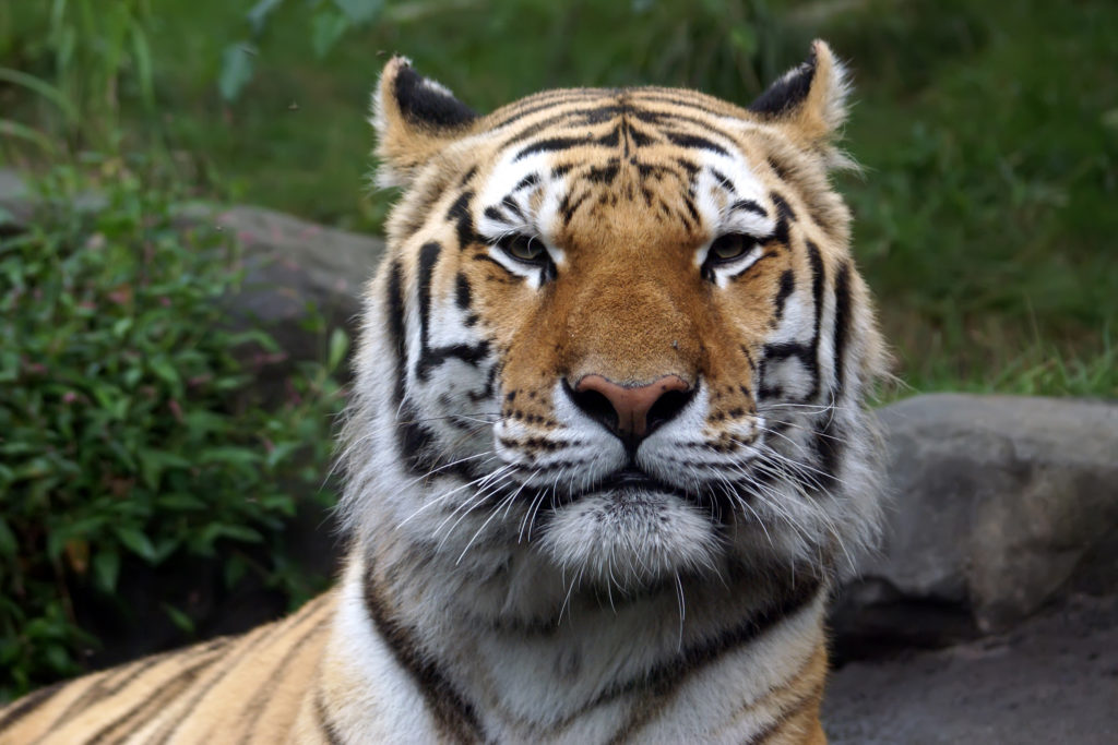 Amur Tiger at the Bronx Zoo