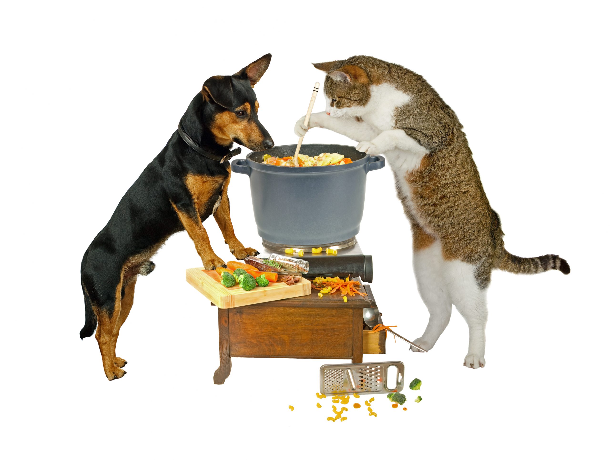 dog and cat cooking