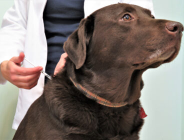 stoic brown lab getting vaccine