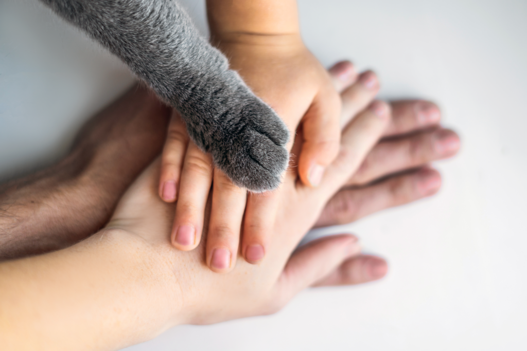 Cat paw on top of hands