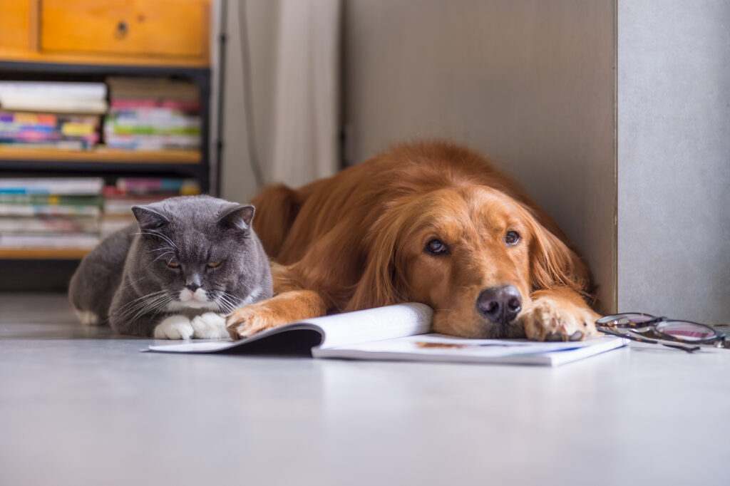 Resources for Animal Advance-Care Planning - Friendship Hospital for Animals