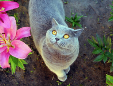 Gray shorthair with yellow eyes looking up from garden next to to lilies