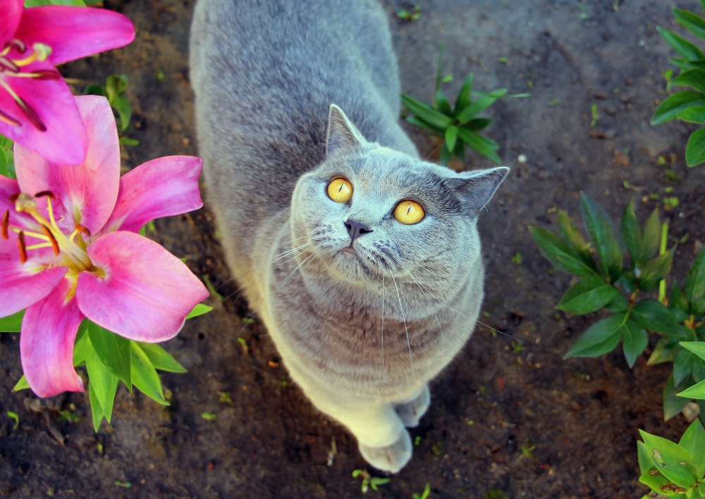 Gray shorthair with yellow eyes looking up from garden next to to lilies